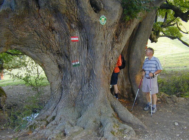 Datei:Naturtenkmal Bärnthaler Loackn.jpg