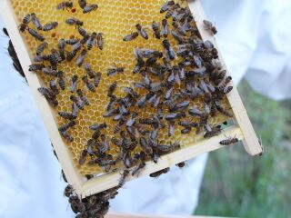 Bienenwabe - entdecken Sie diese Nützlinge