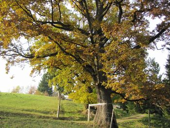 alte Eiche auf Weg von der Eben - Hochwies