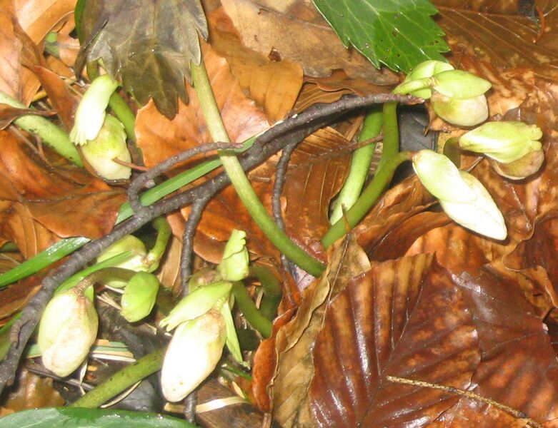 Datei:Frühe Schneerosenknospen.jpg