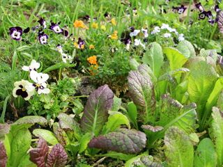 Asia Salate - "Roter Riese"