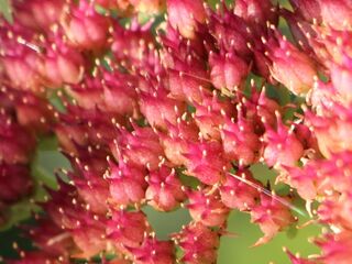 Fette Henne in später Blüte - zu Winterbeginn - essbar