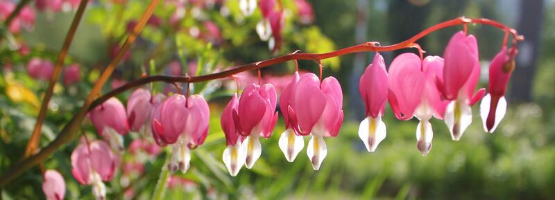 Datei:SG Herzerlstock6.jpg