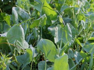 Prachtvoller Schildampfer