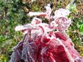 Rote Mlede reif
