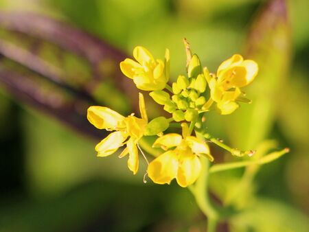 gelbe Blüte vom Roten Riese