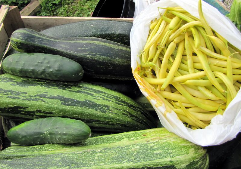 Datei:Ernte Gurke Zucch Fisol.jpg