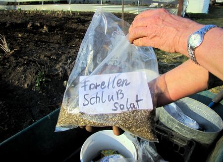 Forellenschluß-Samen