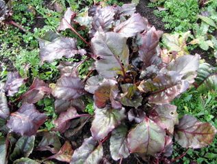 Rote Rüben - späte Ernte im November
