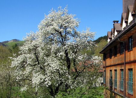 Speckbirnbaum im Rondo zur Blüte