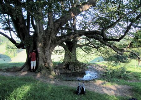 Bärnthaler Lockn: 2 mächtige Linden