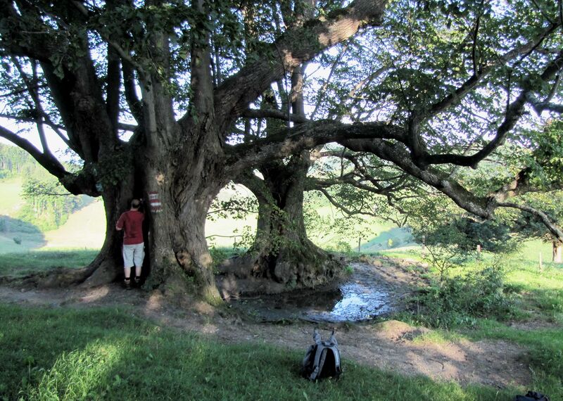 Datei:Bärnthaler Lockn 2 Linden.jpg