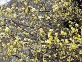 Dirndlblüte im Schnee