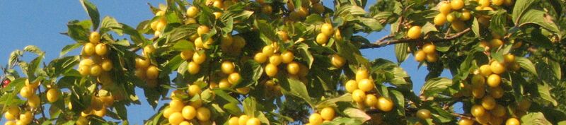 Datei:Gelber Dirndlstreifen.jpg