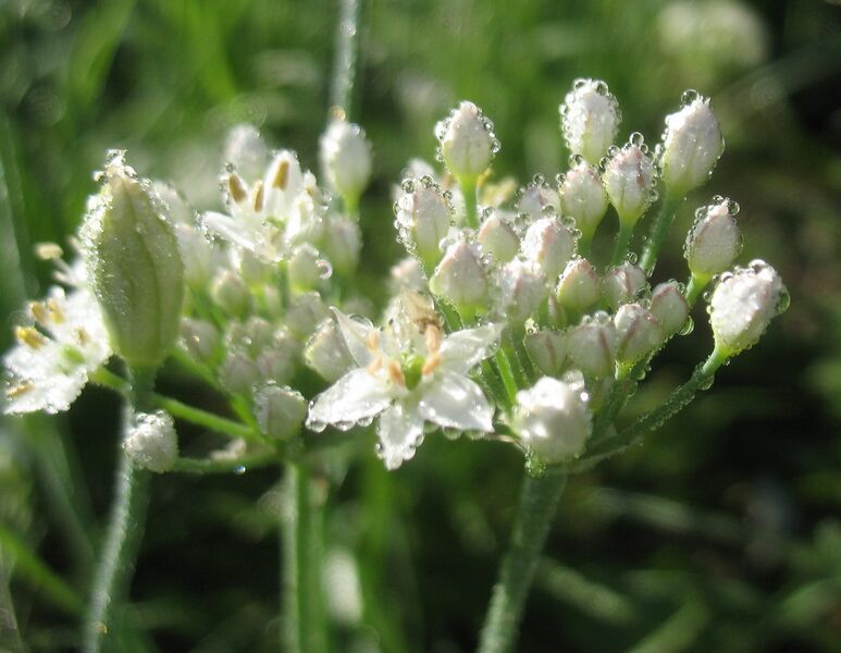 Datei:SG Blüte Knolauch.jpg