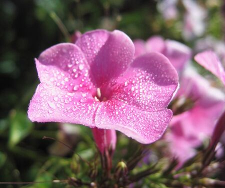 SG - Phloxblüte - Steinschaler Gärten