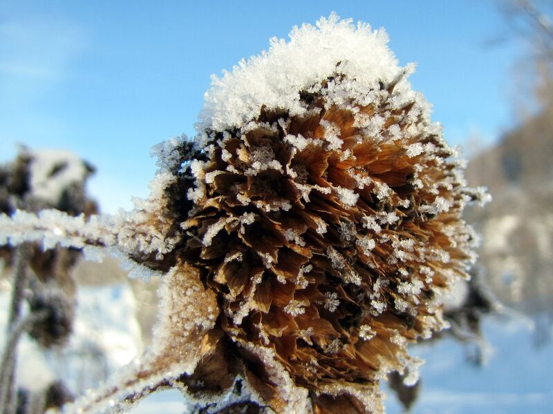 Datei:SG Schneebüte .jpg