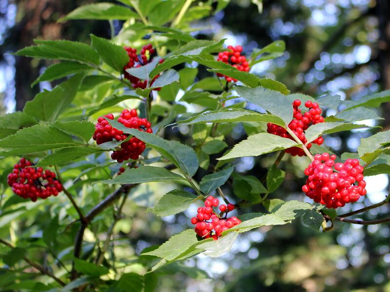 Datei:EST Roter Holler.JPG