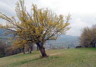 Hofberg-Gipfel zur Dirndlblüte