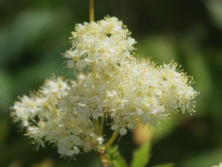 Mädesüß in BLüte