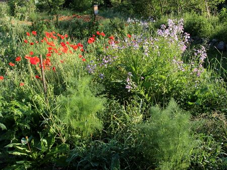 Blüten am Beundl im Sommer