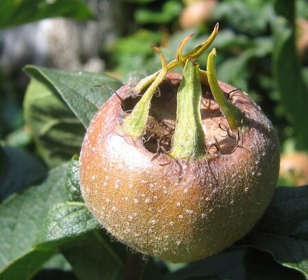 Asperl - Rosengewächs