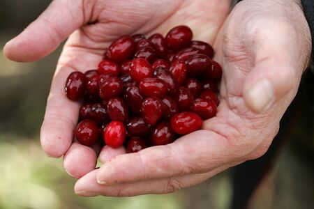 Dirndlkulinarik und Verkostungen