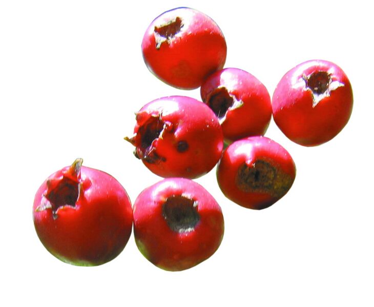 Datei:Weißdorn freigestellt.jpg