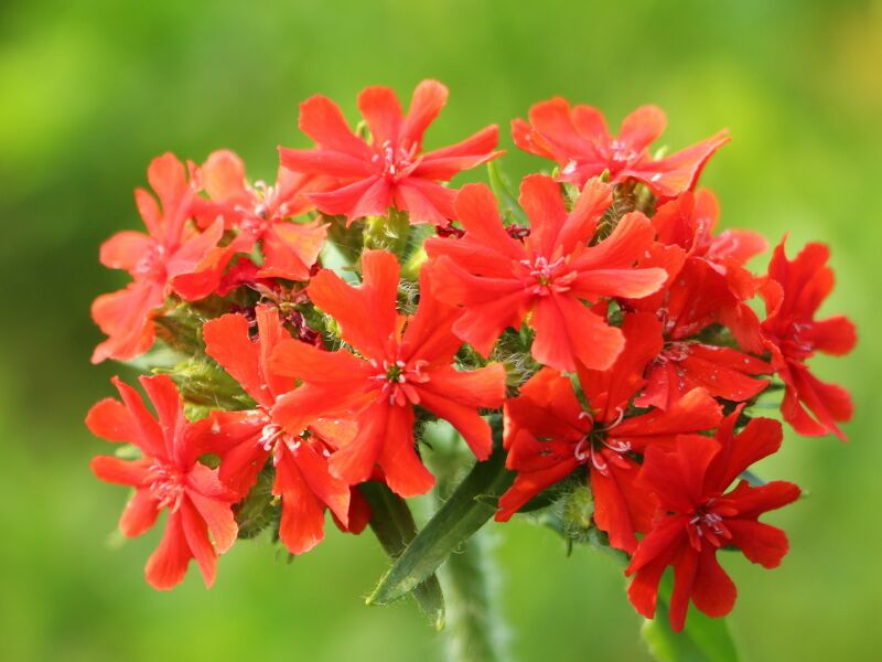 Datei:SG Brennende Liebe Blüte .jpg