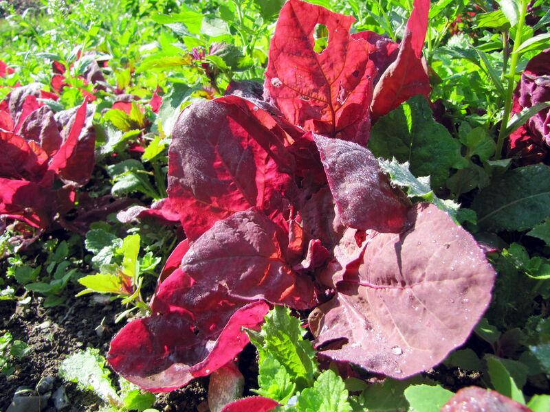 Datei:SG rote Melde1.jpg