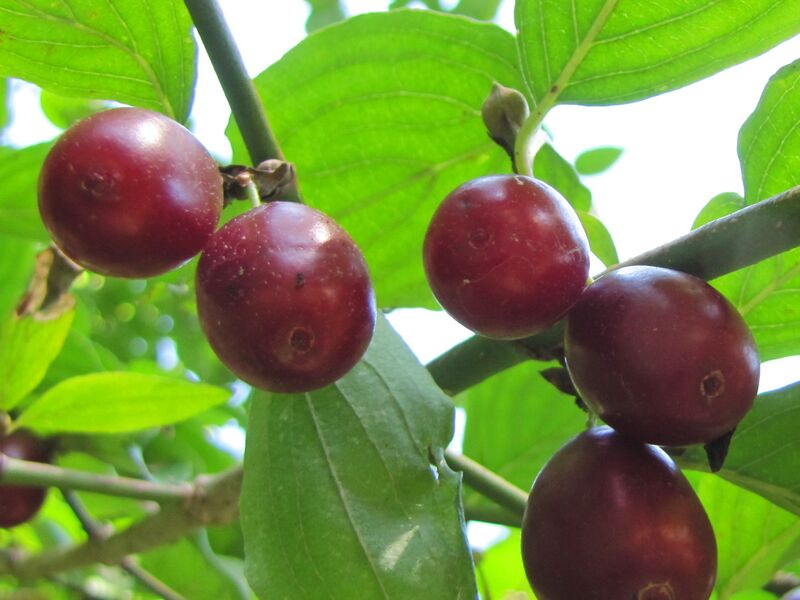 Datei:Dirndln reif-Blick v unten.jpg