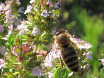 Biene als wichtige Nützlinge im Naturgarten