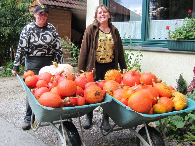 Datei:Kürbisernte 2-Truhen2011.jpg