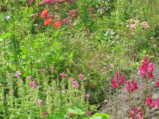 Naturgarten mit hoher Biodiversität