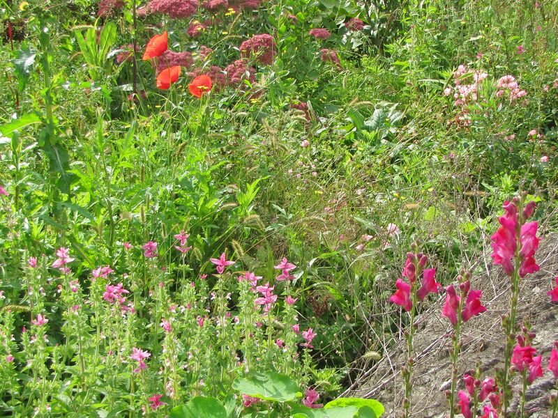 Datei:Naturgarten Diversität1.jpg