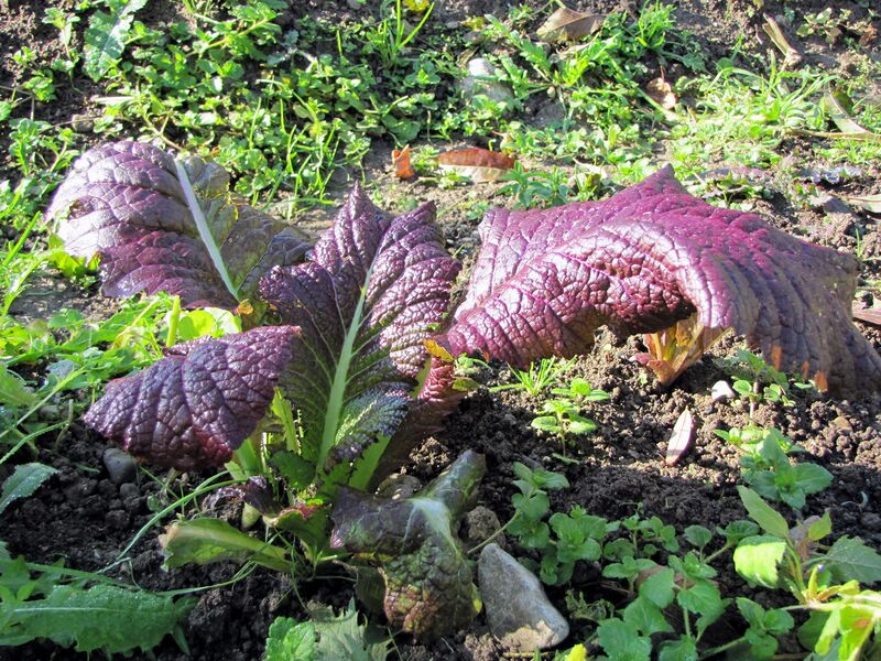 Datei:SG Kreuzblütlerblätter.jpg