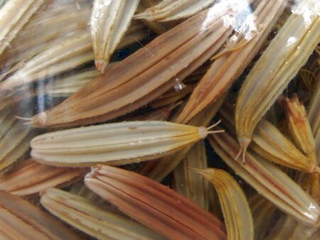 Eingelegte Süßdoldensamen