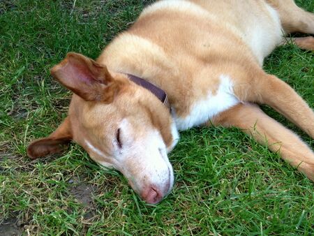 Hund von Fr. Budweiser