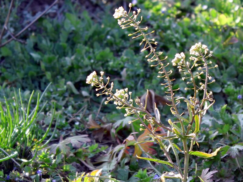 Datei:SG Hirtentäschel März14.jpg