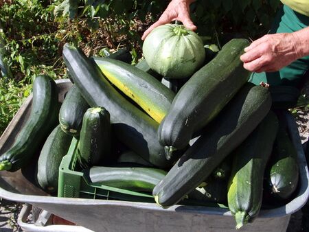 Zucchiniernte mit Scheibtruhe