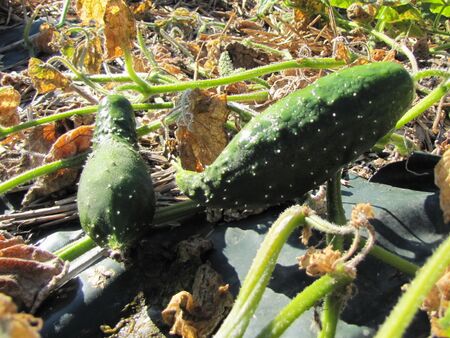 SG - Letzte Gurkenernte