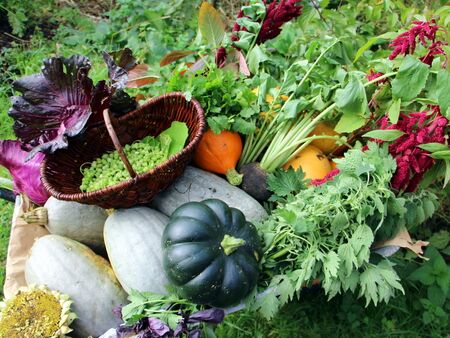 Ernte in Scheibtruhe - Anfang November