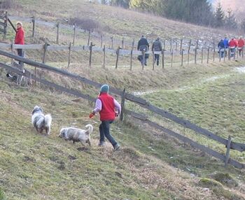 Winterwanderung mit Hunden