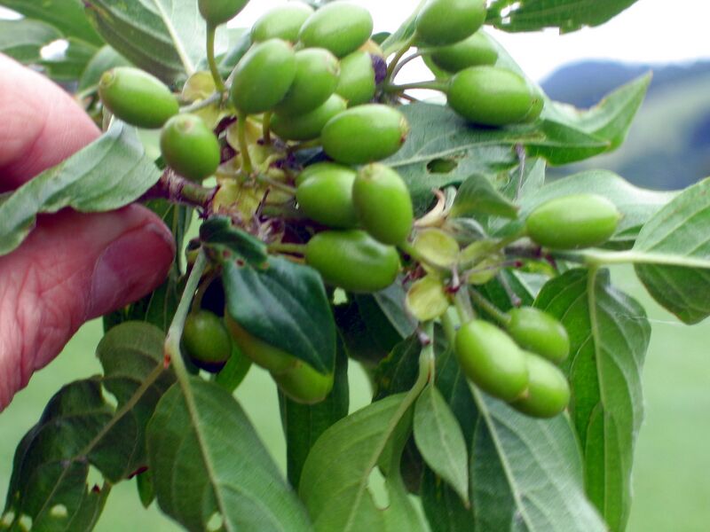 Datei:Dirndl grün klein.jpg