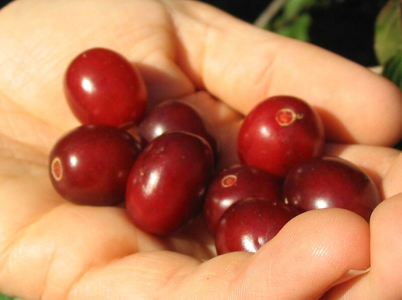 Datei:Dirndl in Hand.jpg