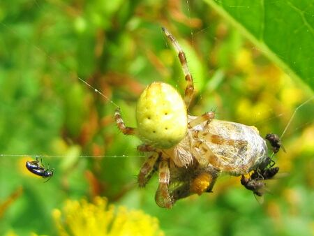 Spinnen als Insektenjäger im Garten