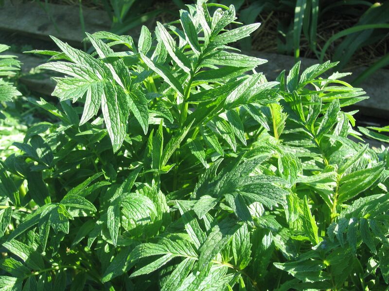 Datei:SG Baldrian ohne Blüten.jpg