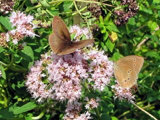 Schmetterling auf Dostblüte