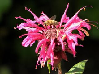 Biene auf Monardenblüte