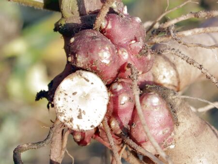 Yacon - Sprosswurzeln fürs kommende Jahr